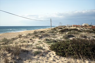 Landscape of dunes with fragrant flora at Faro beach