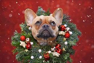 French Bulldog dog wearing Christmas wreath with star and ball tree baubles around neck looking up at falling snow on red background