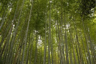 Bamboo tree in the Arashiyama bamboo forest in Kyoto