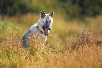 Adult Greenland Dog standing in a meadow