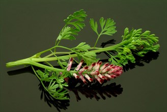 Medicinal plant Common fumitory