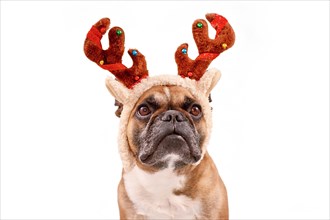 French Bulldog dog with Christmas reindeer antler costume on white background