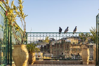 Pigeons resting on rooftop terrace in Medina during sunset