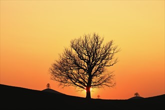 Silhouettes of an oak tree