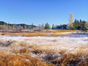 Autumnal morning mood with birches and reeds in hoarfrost