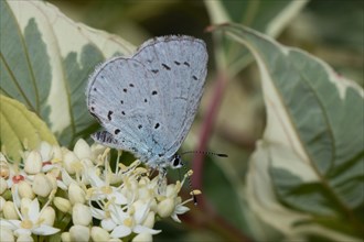Sloth blue butterfly with closed wings sitting on white flower sucking seeing right