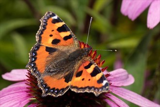 Small fox butterfly with open wings sitting on orange flower looking right