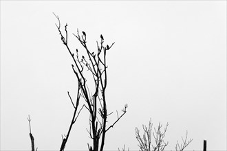 Birds sitting on a dead tree against a dreary grey sky