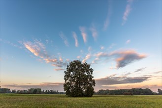 Large solitary oak tree in a meadow at dusk. Alsace