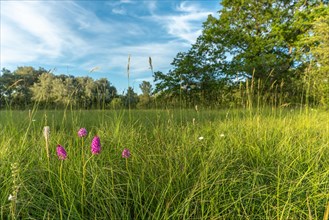 Wild orchids in natural meadow in spring. Alsace