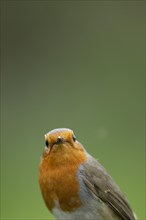 European robin