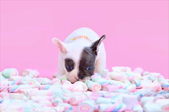 Black and white pied French Bulldog dog puppy sniffing marshmallow sweets on pink background