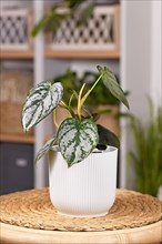 Small exotic 'Philodendron Brandtianum' houseplant with silver pattern on leaves in flower poto on table