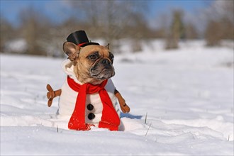 Funny French Bulldog dog dressed up as snowman with full body suit costume with red scarf