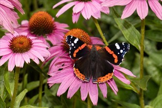 Admiral butterfly with open wings sitting on pink flower from behind