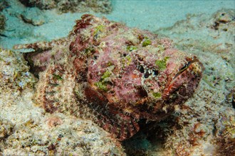 Venomous stonefish lies reef stonefish
