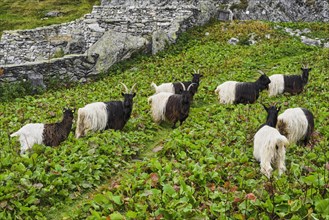 A herd of Valais black-necked domestic goat