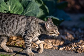 European domestic cat on the move in the vegetable garden in the sunlight