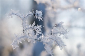 Branch full of hoarfrost on natural background