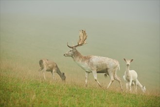 Damhirsch