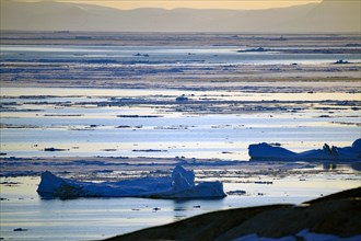 Bay with icebergs and drift ice in the evening light