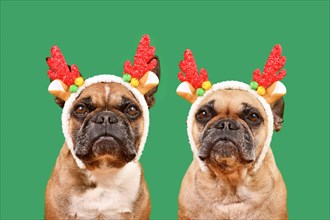 Two French Bulldog dogs wearing matching Christmas reindeer antlers in front of green background