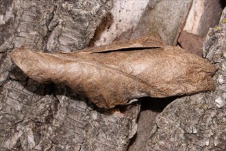 Atlas silk moth pupa case on tree trunk