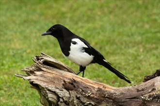 Magpie standing on tree trunk looking left