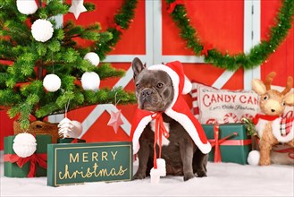 French Bulldog dog wearing red Christmas Santa cape in front of seasonal decoration