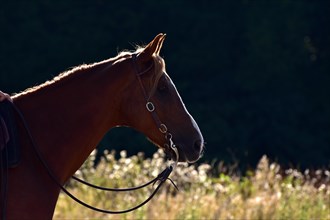 Head and neck of an American Quarter Horse stallion backlit with bridle and bit during training