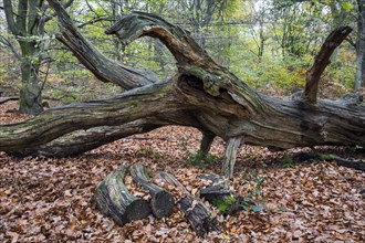 Fallen dead tree trunk in autumnal beech forest