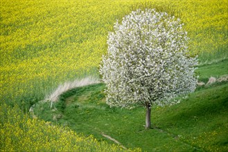 Cherry Tree in Full Bloom along Fields of Rapeseed and Barley