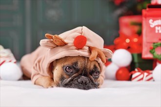 French Bulldog dog wearing Christmas hoodie with reindeer antlers lying down between seasonal decoration