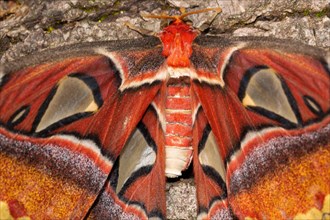 Atlas silkmoth moth with open wings sitting on tree trunk from behind