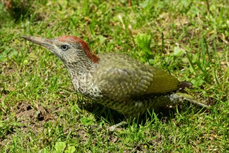 Green woodpecker young bird standing in green grass left looking