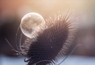 Frozen soap bubble on a prickly plant in the sunset