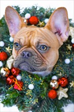 French Bulldog dog wearing festive Christmas wreath with star and ball tree baubles around neck