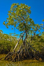 Mangroves on the island Ile Sainte-Marie although Nosy Boraha