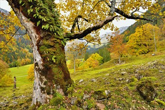 Autumn-coloured sycamore maple
