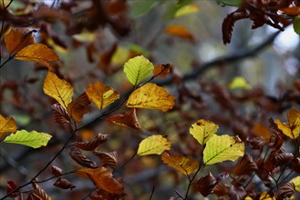 Leaves of beech in autumn on branch