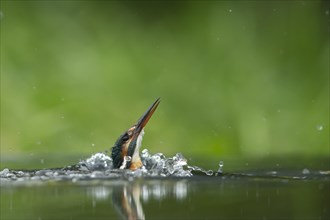 Common kingfisher