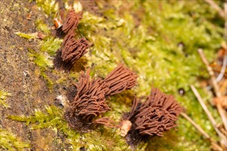 Tufted slime mould five fruiting bodies with many light brown stalks on green moss