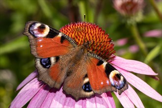Peacock butterfly with open wings sitting on red flower sucking from behind