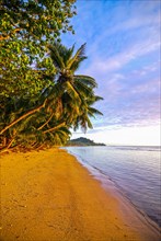 Palm trees on a beach at sunrise on Island Ile Sainte Marie