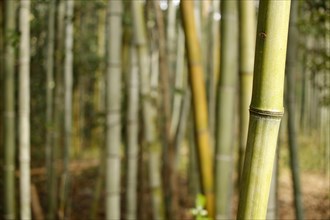 Close-up of a bamboo trunk in the Arashiyama bamboo forest in Kyoto