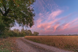 Path in the countryside at dusk in autumn with a beautiful pink sky. Alsace