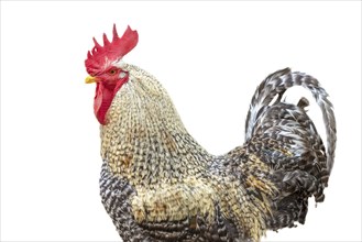 Beautiful farmyard rooster in clipping on white background. Alsace