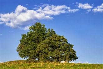 Oak tree on hilltop of meadow in late summer