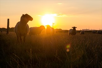 Silhouettes of sheep at sunset