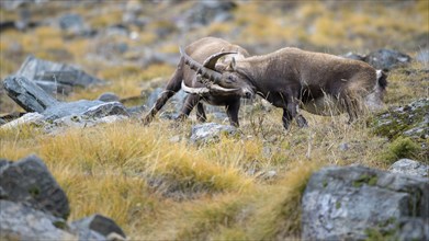 Alpine ibex